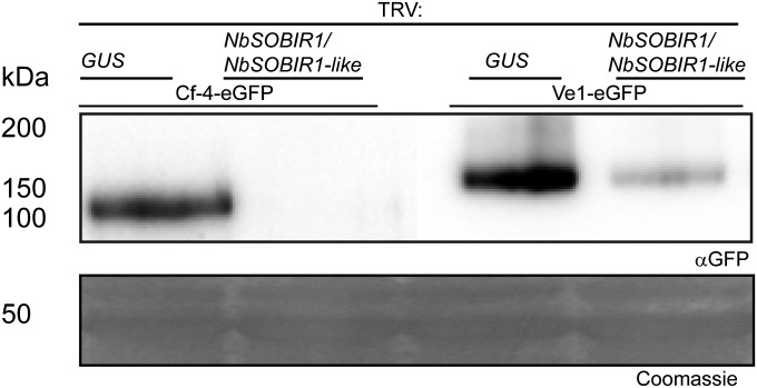 Fig. 5.