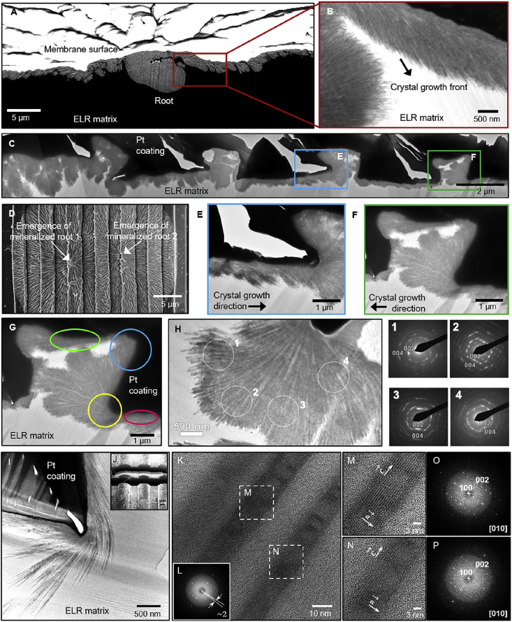 Fig. 4