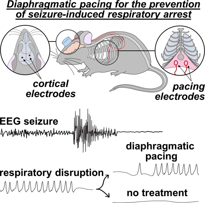 Graphical abstract