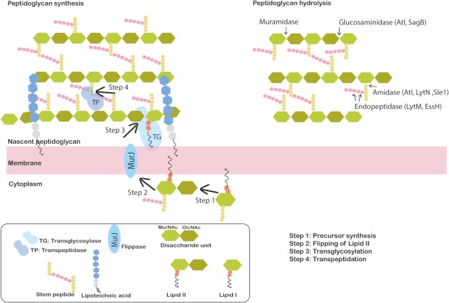 Figure 2.