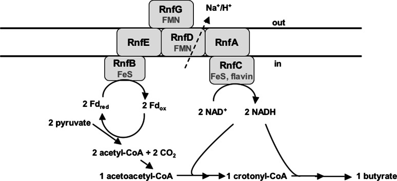 Fig. 8