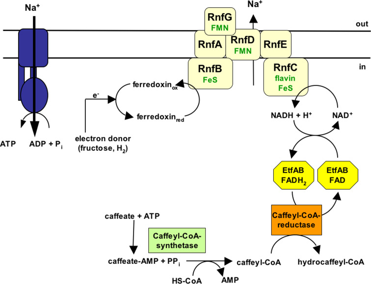 Fig. 1