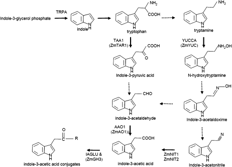 Figure 3.