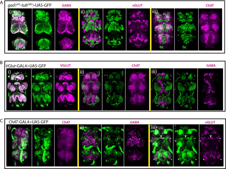 Figure 7—figure supplement 1.