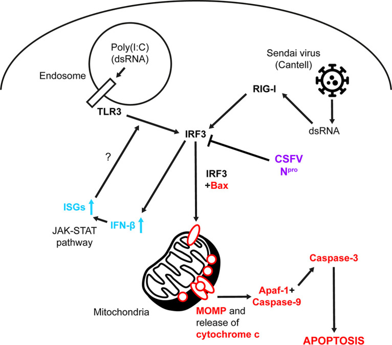 FIG 7