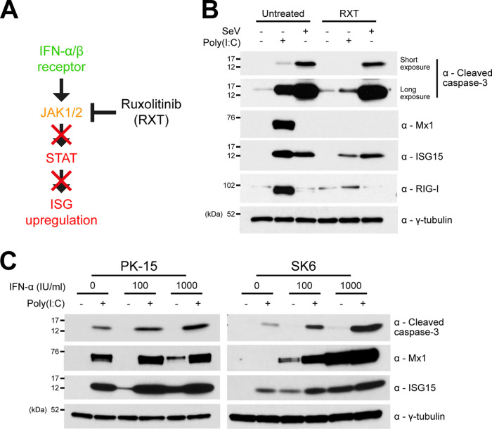 FIG 2