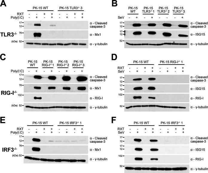 FIG 3