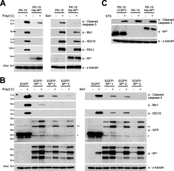 FIG 1