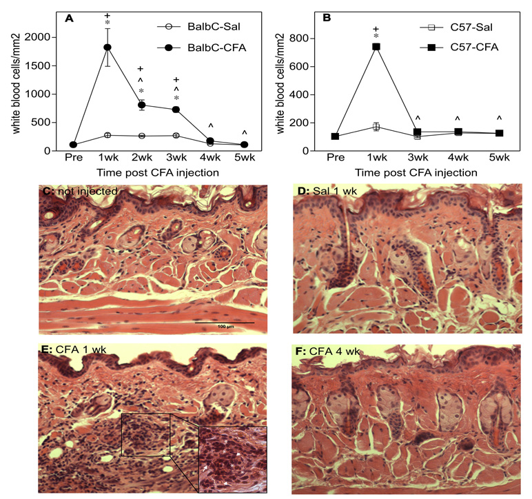 Fig. (1)