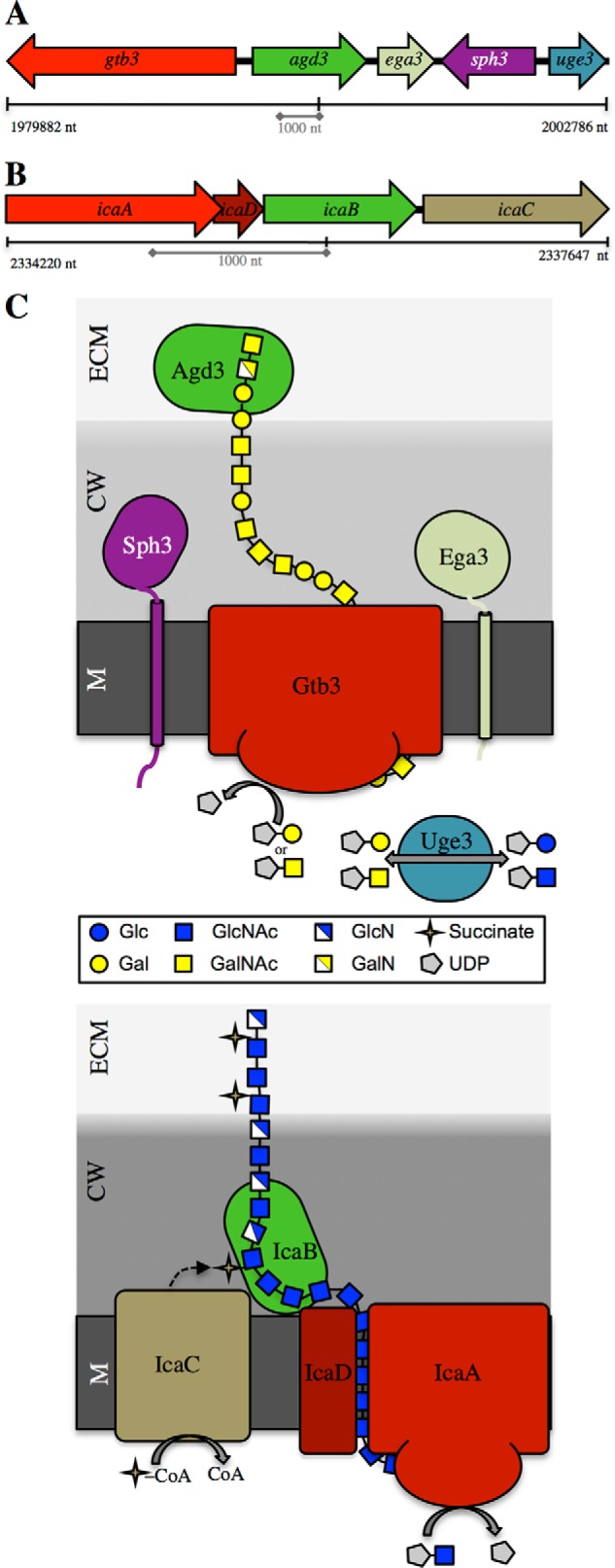 FIGURE 1.