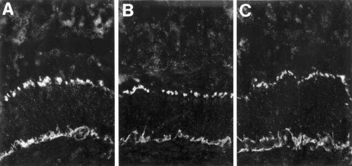 Figure 6  