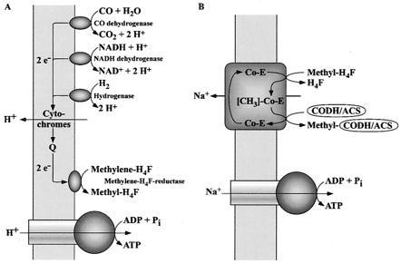 FIG. 2.