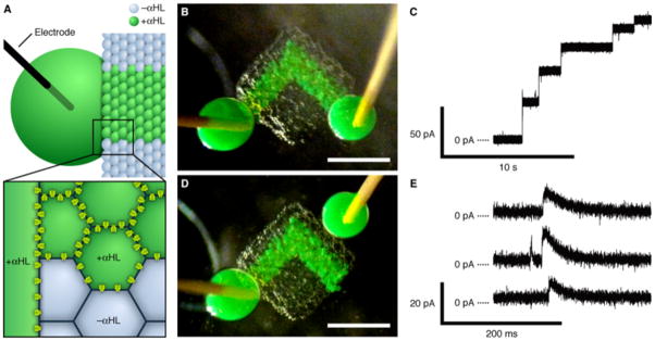 Fig. 3