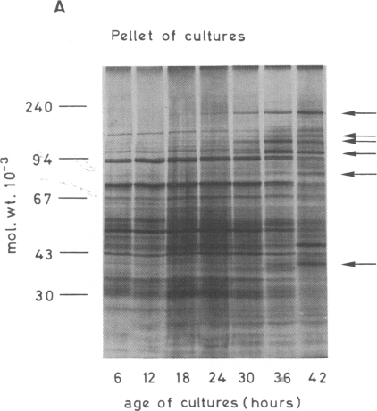 Fig. 2A