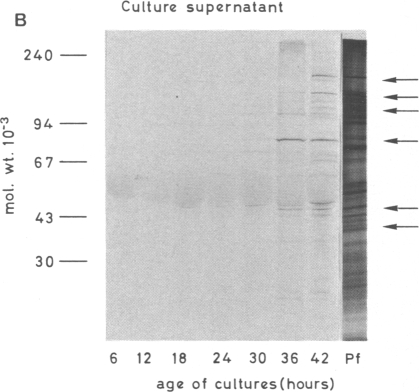 Fig. 2B