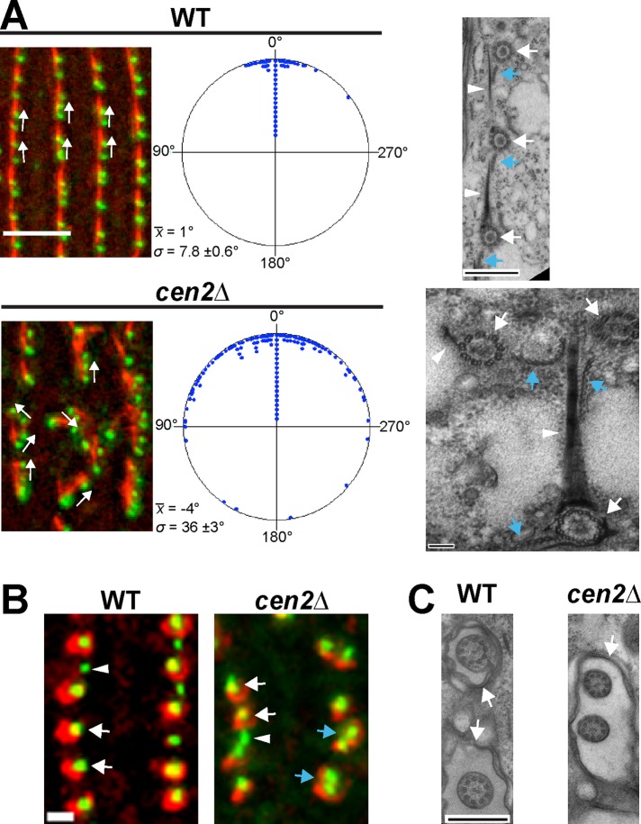 FIGURE 3: