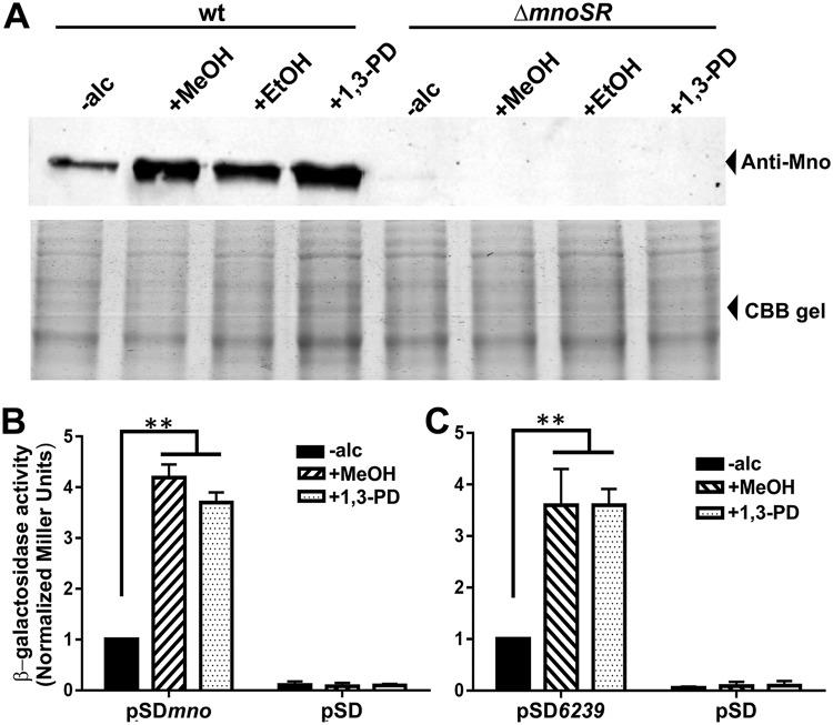 FIG 6