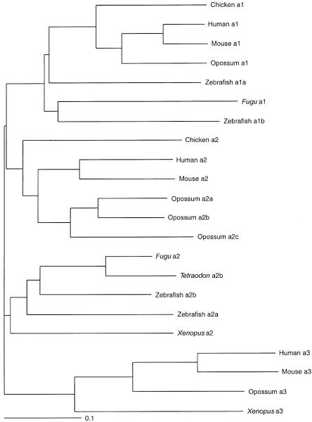 Figure  5