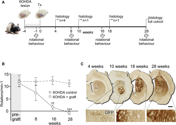 Figure 2