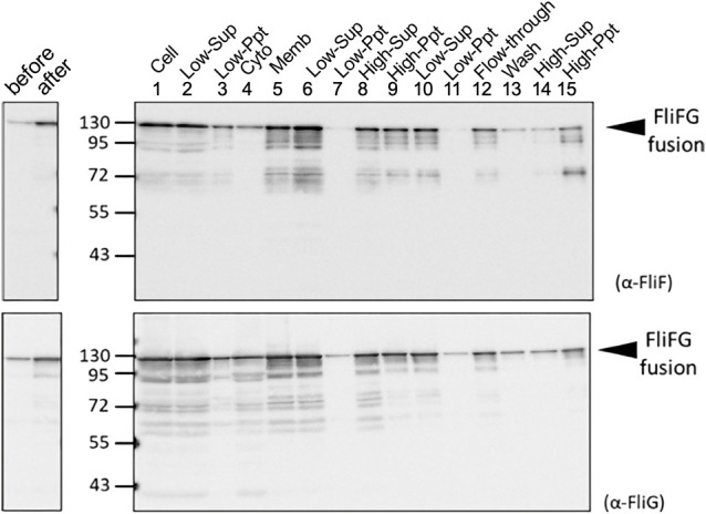 Figure 2 