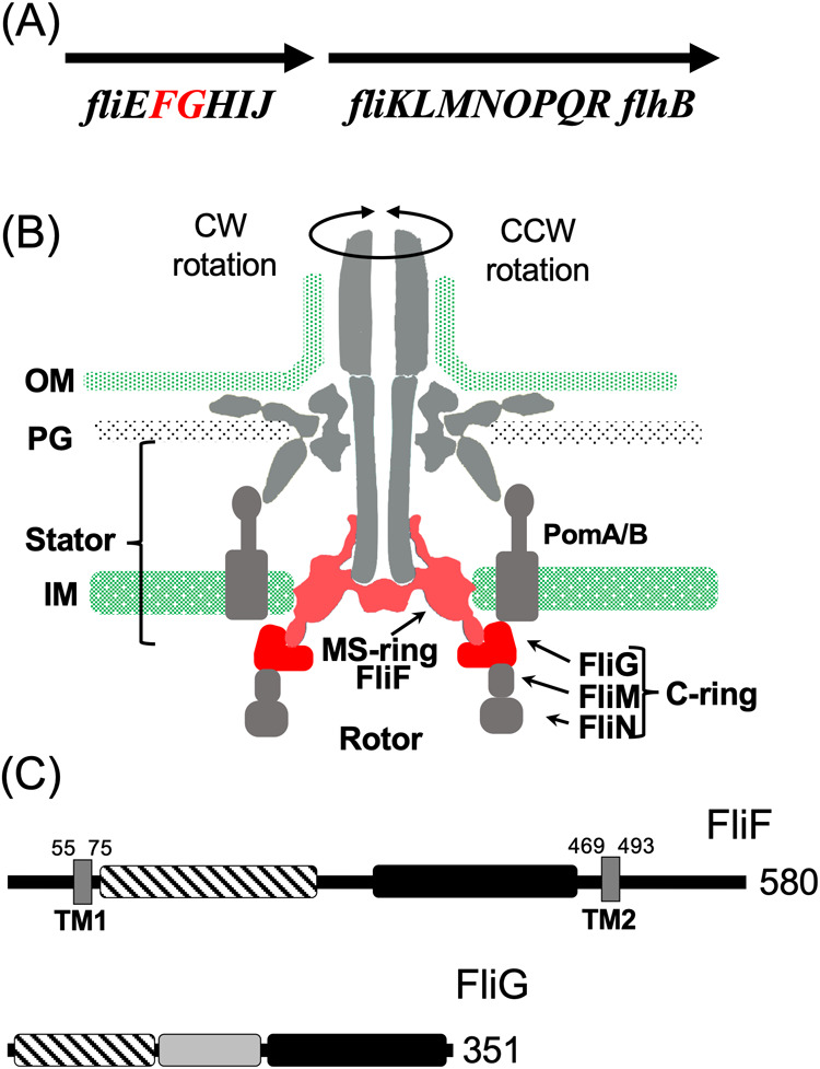 Figure 1 