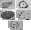 Fig. 8