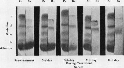 graphic file with name jclinpath00044-0019-a.jpg