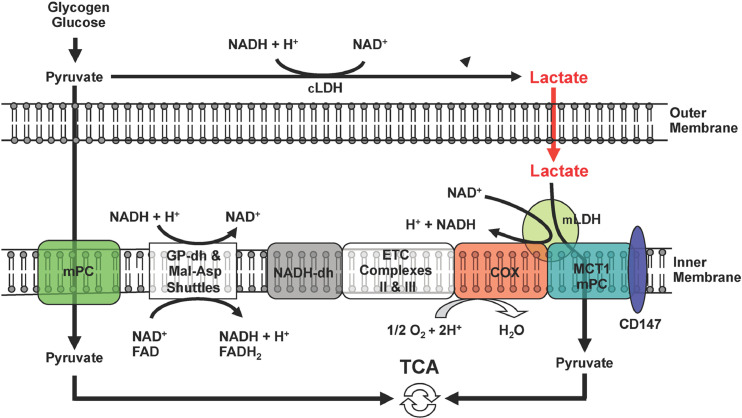 Fig 6