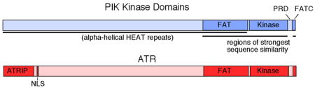 graphic file with name nihms97945u1.jpg