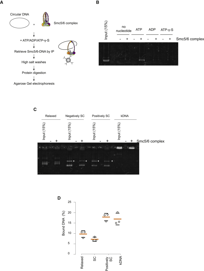 Figure 4