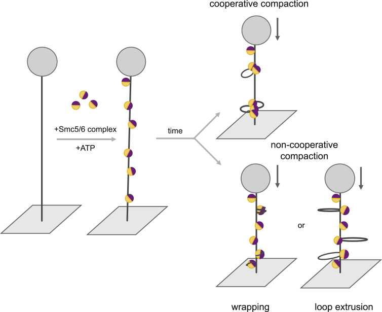 Figure 7