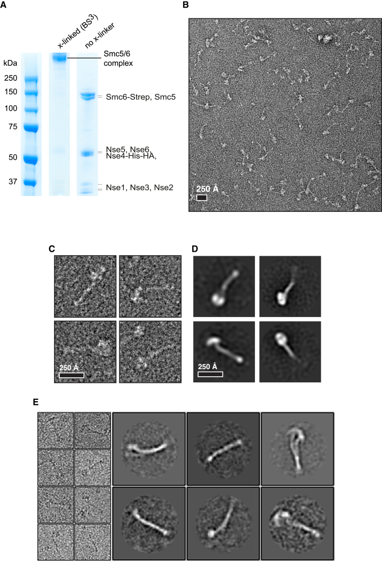 Figure 2