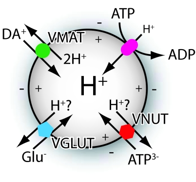 Fig. 1.