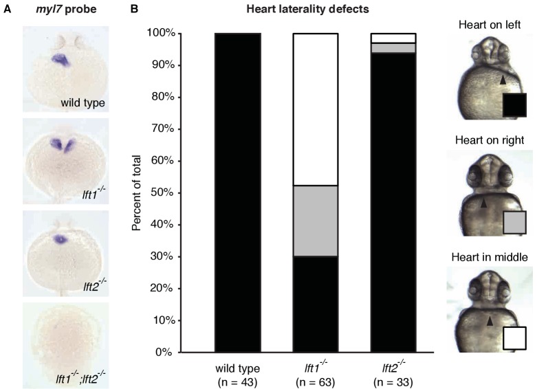 Figure 1—figure supplement 1.