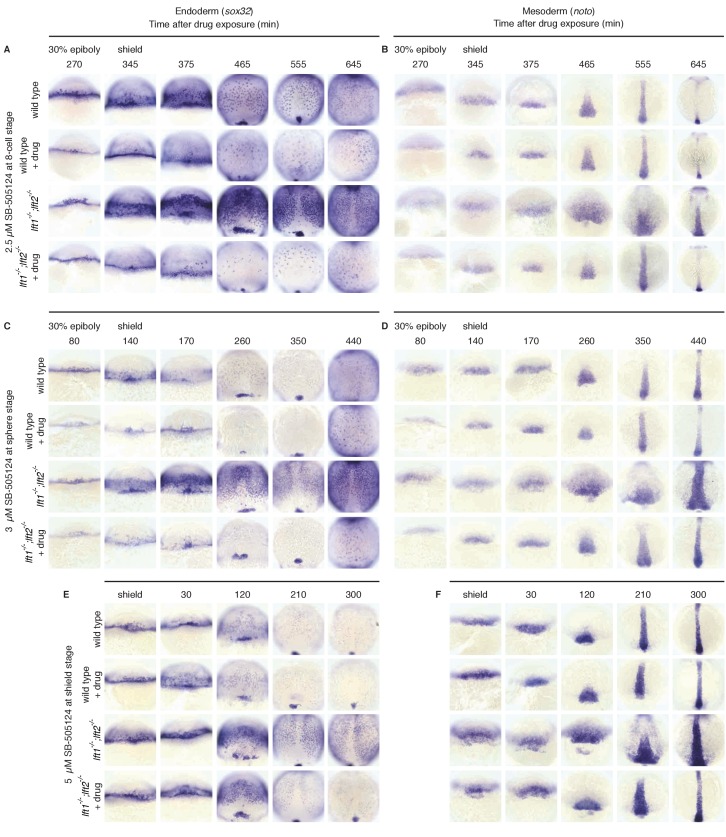 Figure 6—figure supplement 3.