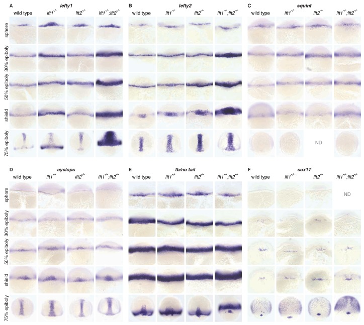 Figure 3—figure supplement 1.