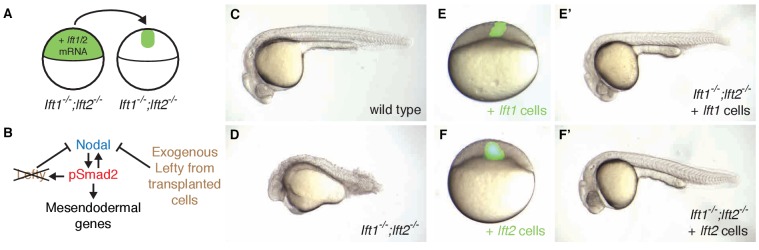 Figure 5.