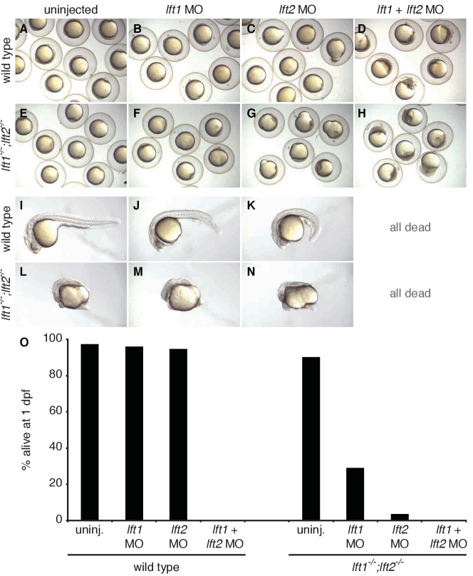 Figure 1—figure supplement 2.