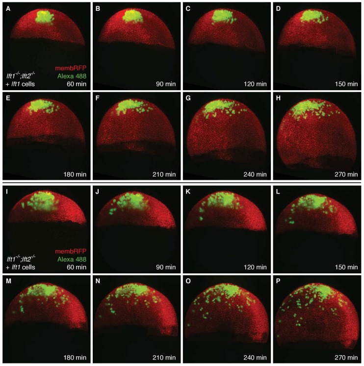 Figure 5—figure supplement 1.