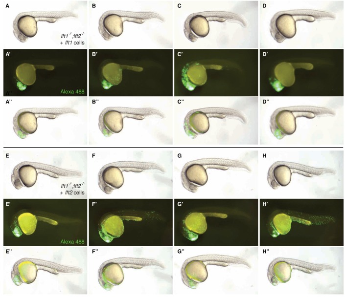 Figure 5—figure supplement 2.