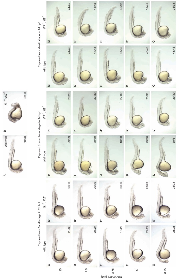 Figure 6—figure supplement 1.