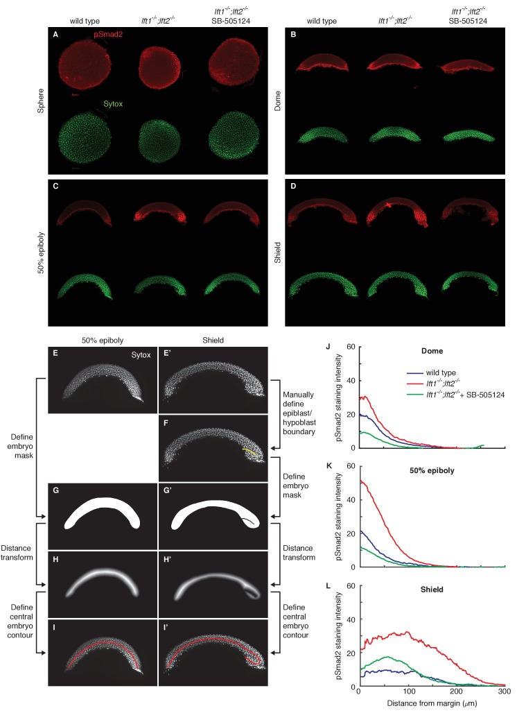 Figure 2—figure supplement 1.