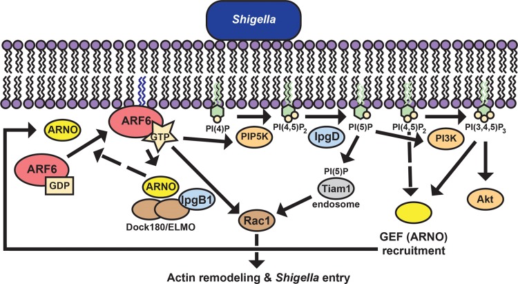 FIG 7 