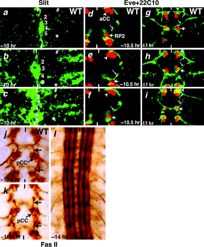 Figure 4.—