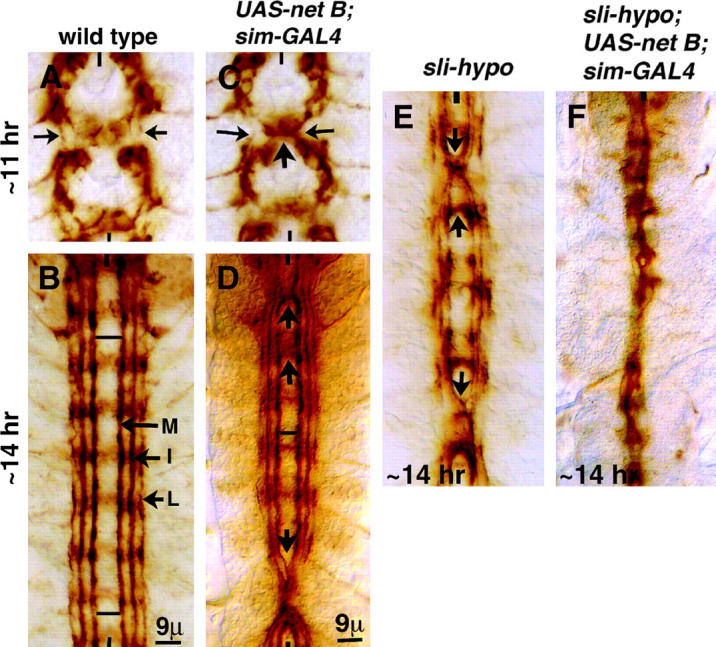 Figure 2.—