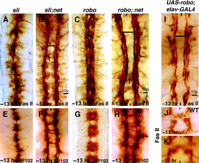 Figure 3.—