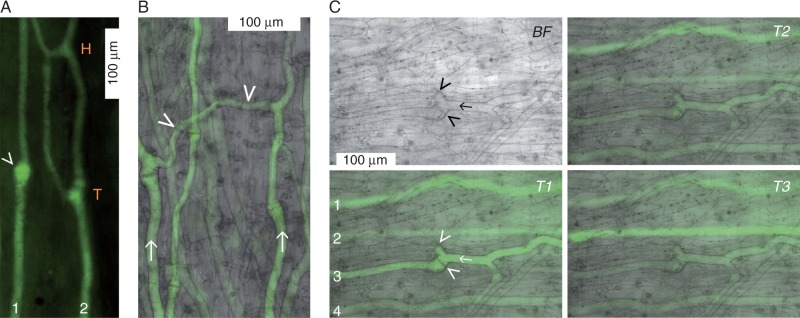 Fig. 2.