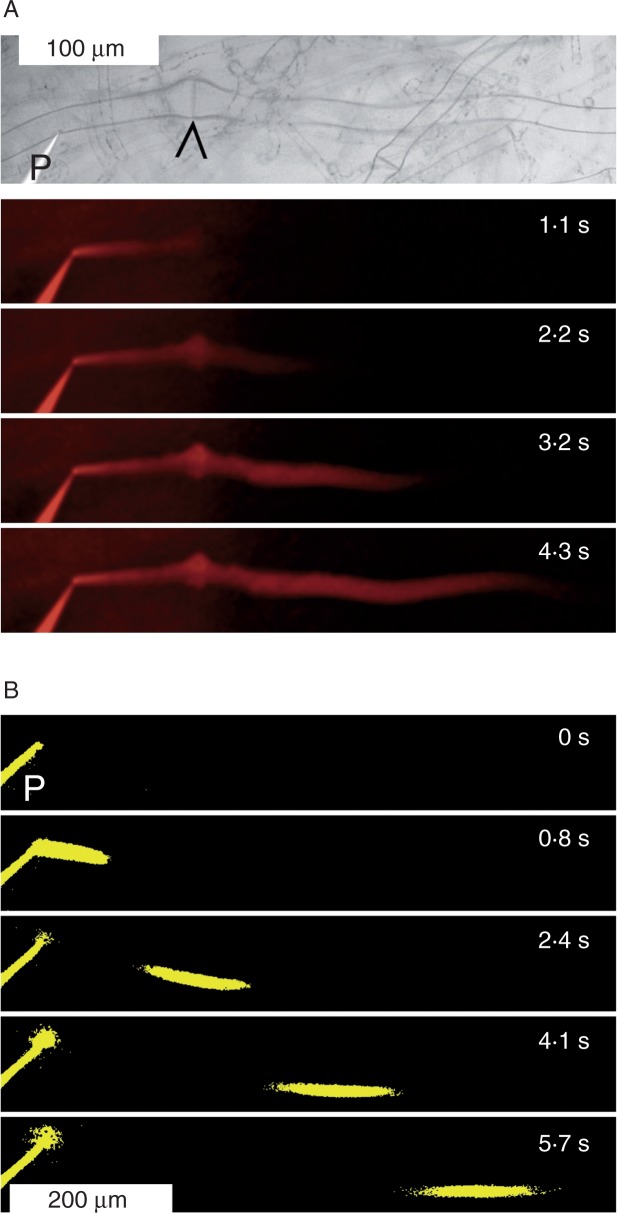 Fig. 3.