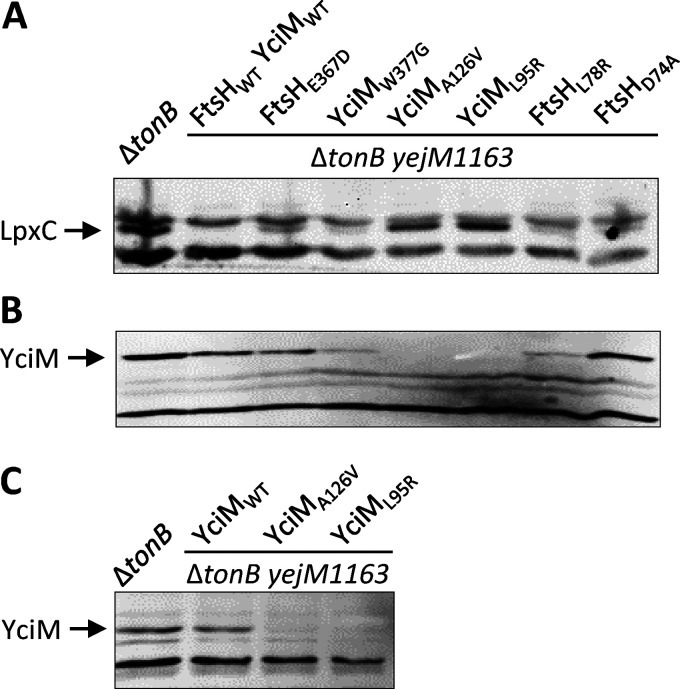 FIG 3