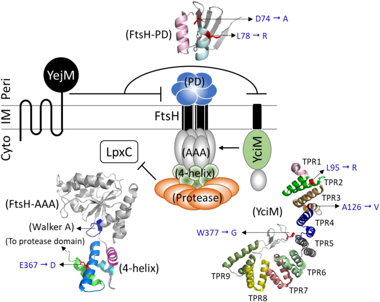 FIG 5